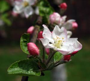 Fotografia da espécie Malus sylvestris