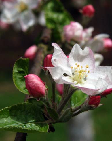 Fotografia de capa Malus sylvestris - do Jardim Botânico