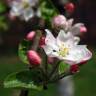 Fotografia 1 da espécie Malus sylvestris do Jardim Botânico UTAD