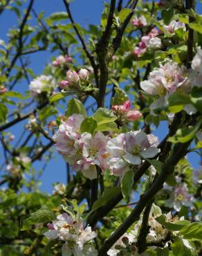 Fotografia 9 da espécie Malus sylvestris no Jardim Botânico UTAD