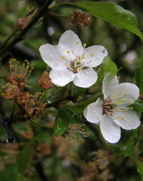 Fotografia 10 da espécie Malus sylvestris no Jardim Botânico UTAD