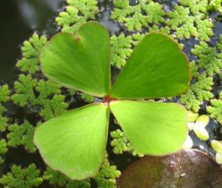 Fotografia da espécie Marsilea quadrifolia