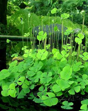 Fotografia 7 da espécie Marsilea quadrifolia no Jardim Botânico UTAD