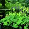 Fotografia 7 da espécie Marsilea quadrifolia do Jardim Botânico UTAD