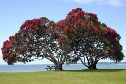 Fotografia da espécie Metrosideros excelsa