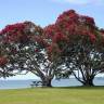 Fotografia 1 da espécie Metrosideros excelsa do Jardim Botânico UTAD