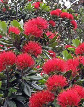 Fotografia 7 da espécie Metrosideros excelsa no Jardim Botânico UTAD