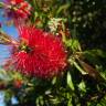 Fotografia 9 da espécie Metrosideros excelsa do Jardim Botânico UTAD