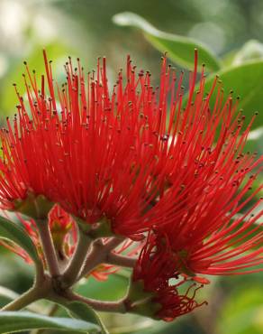 Fotografia 10 da espécie Metrosideros excelsa no Jardim Botânico UTAD