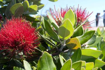 Fotografia da espécie Metrosideros excelsa