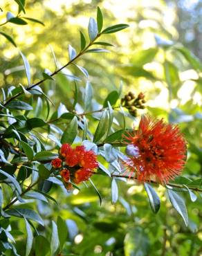 Fotografia 13 da espécie Metrosideros excelsa no Jardim Botânico UTAD