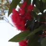 Fotografia 14 da espécie Metrosideros excelsa do Jardim Botânico UTAD