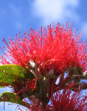 Fotografia 15 da espécie Metrosideros excelsa no Jardim Botânico UTAD