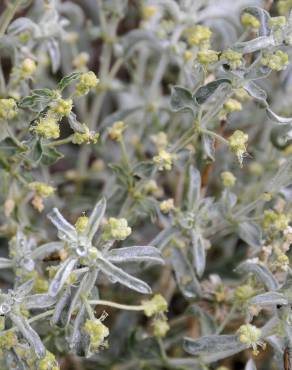 Fotografia 4 da espécie Mercurialis tomentosa no Jardim Botânico UTAD