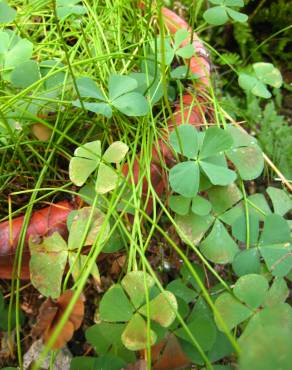 Fotografia 8 da espécie Marsilea quadrifolia no Jardim Botânico UTAD