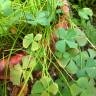 Fotografia 8 da espécie Marsilea quadrifolia do Jardim Botânico UTAD