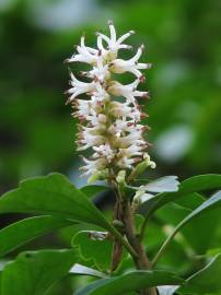 Fotografia da espécie Pachysandra terminalis