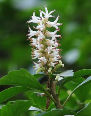 Fotografia 5 da espécie Pachysandra terminalis no Jardim Botânico UTAD