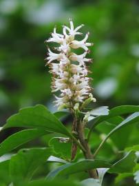 Fotografia da espécie Pachysandra terminalis