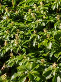 Fotografia da espécie Pachysandra terminalis