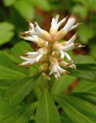 Pachysandra terminalis