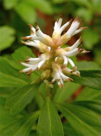 Fotografia da espécie Pachysandra terminalis