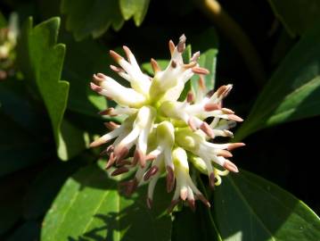 Fotografia da espécie Pachysandra terminalis