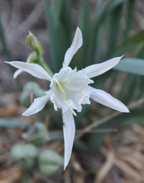 Fotografia 5 da espécie Pancratium maritimum no Jardim Botânico UTAD