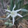 Fotografia 5 da espécie Pancratium maritimum do Jardim Botânico UTAD