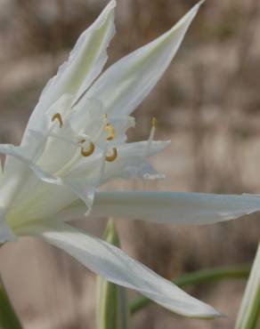 Fotografia 6 da espécie Pancratium maritimum no Jardim Botânico UTAD