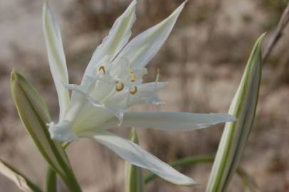 Fotografia da espécie Pancratium maritimum