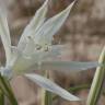 Fotografia 6 da espécie Pancratium maritimum do Jardim Botânico UTAD