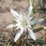 Fotografia 8 da espécie Pancratium maritimum do Jardim Botânico UTAD