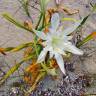 Fotografia 9 da espécie Pancratium maritimum do Jardim Botânico UTAD