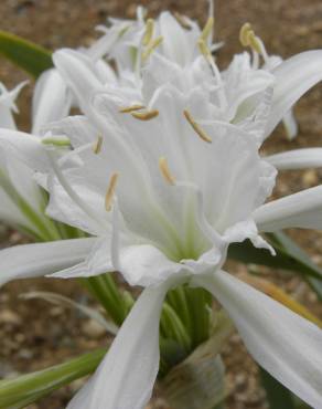 Fotografia 10 da espécie Pancratium maritimum no Jardim Botânico UTAD