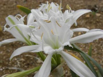 Fotografia da espécie Pancratium maritimum