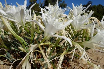 Fotografia da espécie Pancratium maritimum