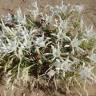 Fotografia 12 da espécie Pancratium maritimum do Jardim Botânico UTAD