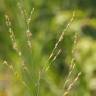 Fotografia 4 da espécie Panicum repens do Jardim Botânico UTAD