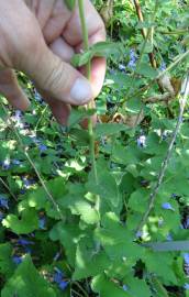 Fotografia da espécie Campanula alliariifolia