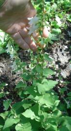 Fotografia da espécie Campanula alliariifolia