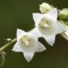 Fotografia 8 da espécie Campanula alliariifolia do Jardim Botânico UTAD