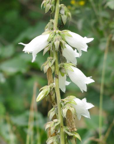 Fotografia de capa Campanula alliariifolia - do Jardim Botânico