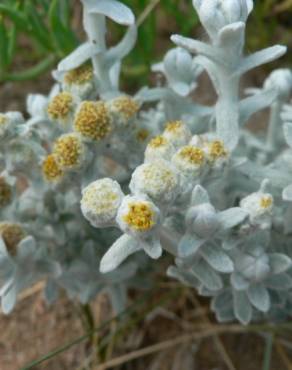 Fotografia 1 da espécie Achillea maritima no Jardim Botânico UTAD