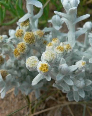 Fotografia de capa Achillea maritima - do Jardim Botânico