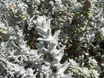 Fotografia da espécie Achillea maritima