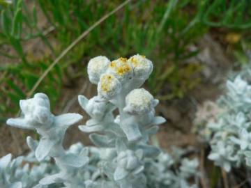 Fotografia da espécie Achillea maritima