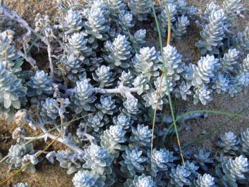 Fotografia da espécie Achillea maritima