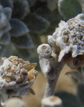 Fotografia 11 da espécie Achillea maritima no Jardim Botânico UTAD