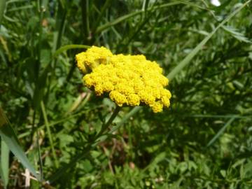 Fotografia da espécie Achillea ageratum